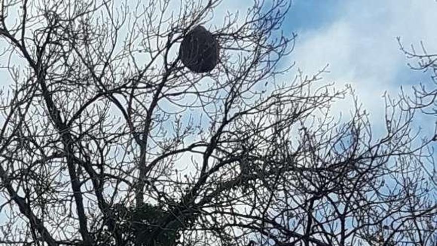 Un nido de avispa asiática en la localidad de Niembru.
