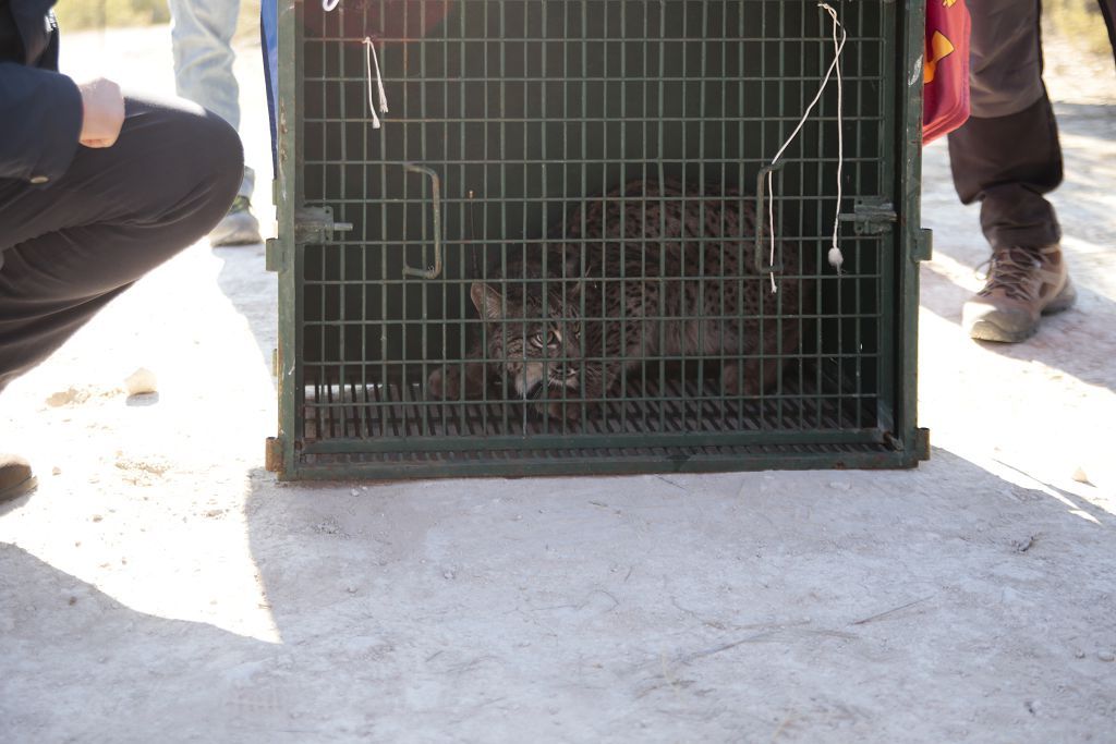 Las imágenes de la llegada de tres ejemplares de lince ibérico a las montañas de Lorca