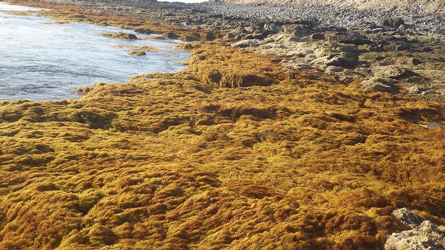 La ciencia busca un modo de ‘criar’ algas pardas para evitar su extinción en Canarias