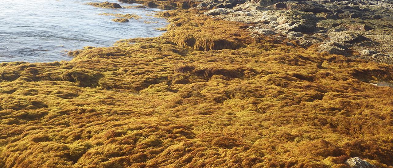 Pradera de algas pardas en una de las costas de Gran Canaria.