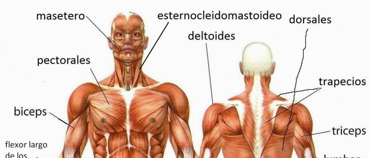 diagrama de órganos del cuerpo humano femenino