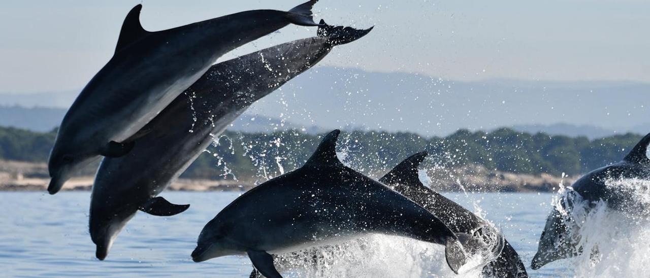 Llamativa imagen que muestra a cuatro machos y una hembra de arroaz saltando a la vez, en aguas de Arousa.