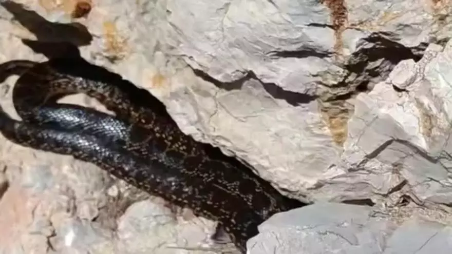 Alerta en Ibiza: avistan una enorme serpiente en el río de Santa Eulària