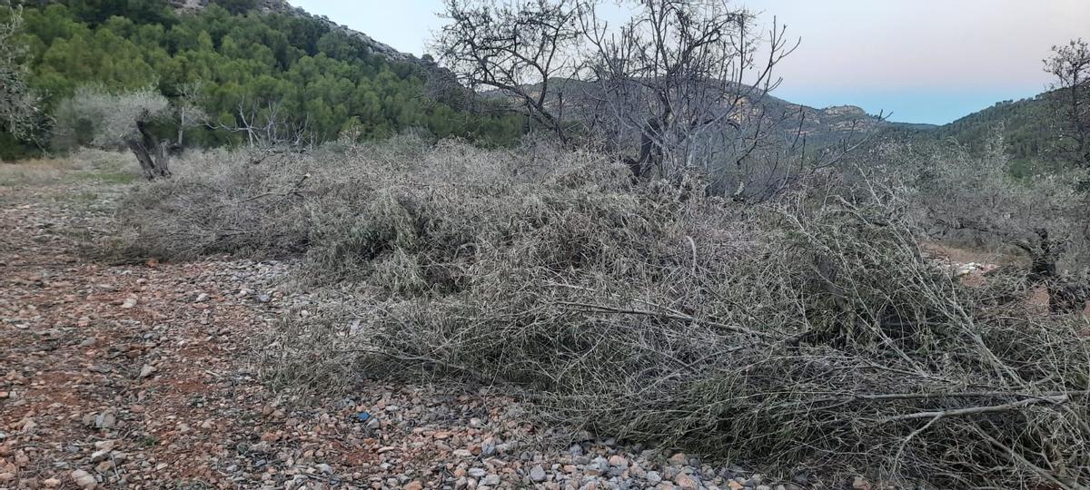 Vecinos advierten de que es un &quot;polvorín&quot; y exigen la retirada de los restos de poda.