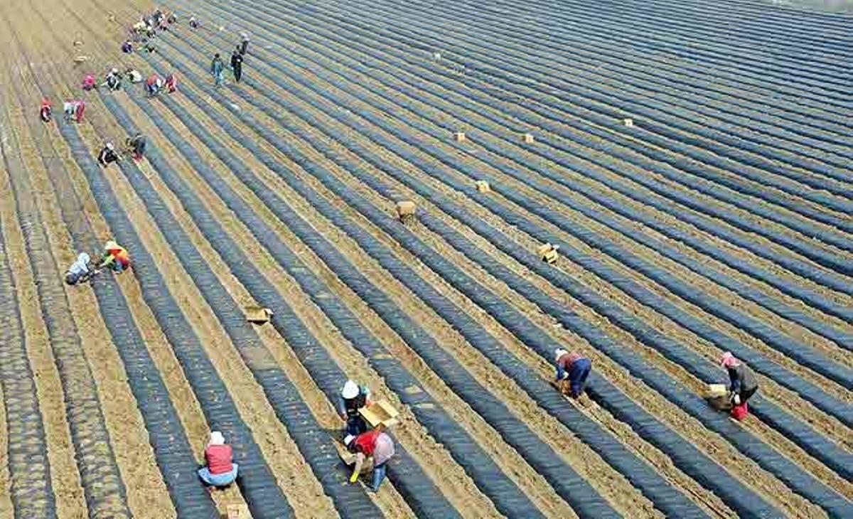 Agricultors coreans sembren patates en un camp de cultiu a Chuncheonm, a la província de Ganwon (Corea del Sud).