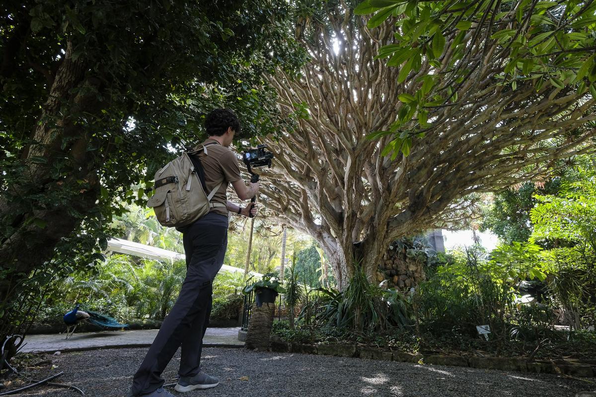 Drago de más de 200 años del jardín de la Marquesa