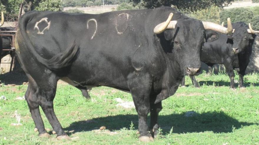 Moncofa retoma los ‘bous al carrer’ con la exhibición de seis cerriles