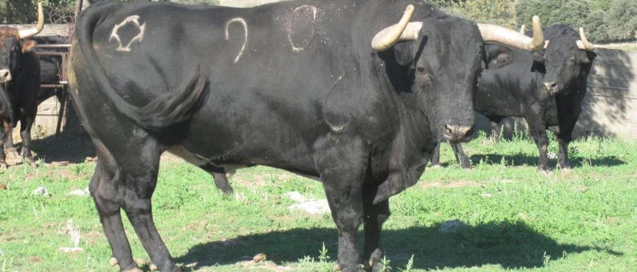 Imagen de uno de los ejemplares que exhibirá la peña taurina Puerto San Lorenzo en Moncofa.