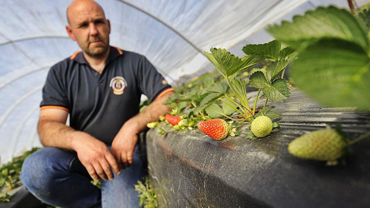 Ramiro Touceda, en su plantación de fresas en Berres.   | // BERNABÉ/JAVIER LALÍN