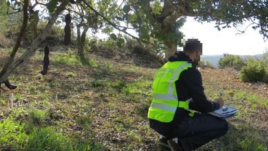 Un agente toma notas en un campo de algarrobas durante una de las operaciones.