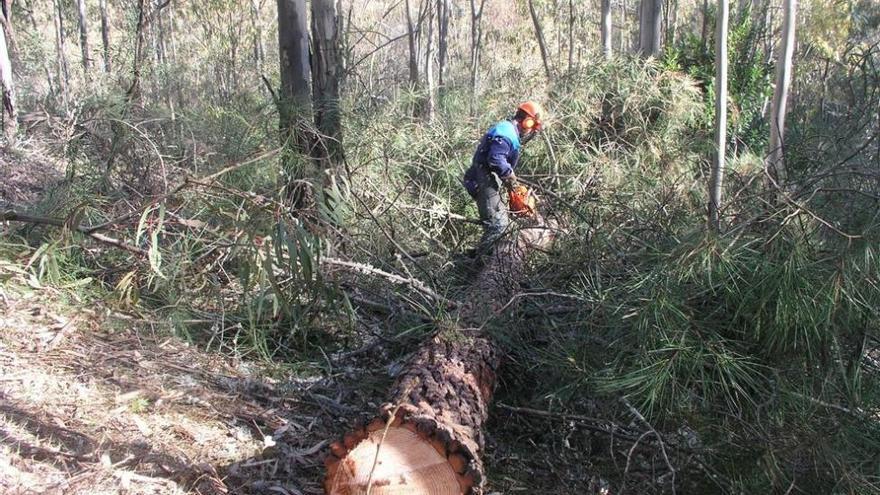 Extremadura vigilará los pinares cercanos a Portugal para luchar contra el nematodo