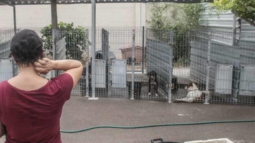 Imagen del Albergue de Animales, que recibe ayuda de numerosos voluntarios.