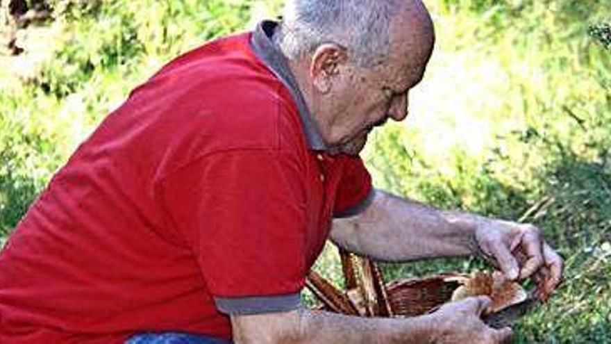 El boletaire Rafael Marín examinant un dels bolets que acaba d&#039;agafar