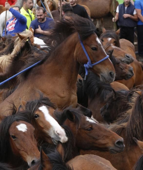 El primer curro de la temporada marca 270 caballos ante más de un millar de espectadores en Oia