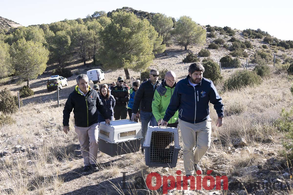 Suelta de dos buitres leonados en la Sierra de Mojantes en Caravaca