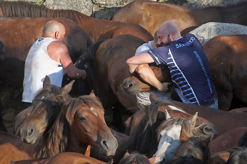 El primer curro de la Rapa das Bestas de Sabucedo // Bernabé / J. Carlos Asorey