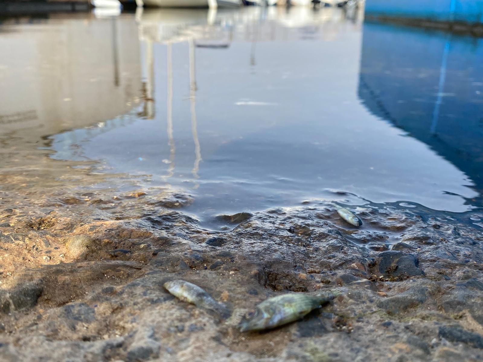 Miles de peces muertos aparecen a orillas del Mar Menor