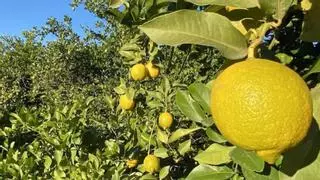 Agricultores de la Región reclaman para incluir al limón en el acuerdo con el Ministerio