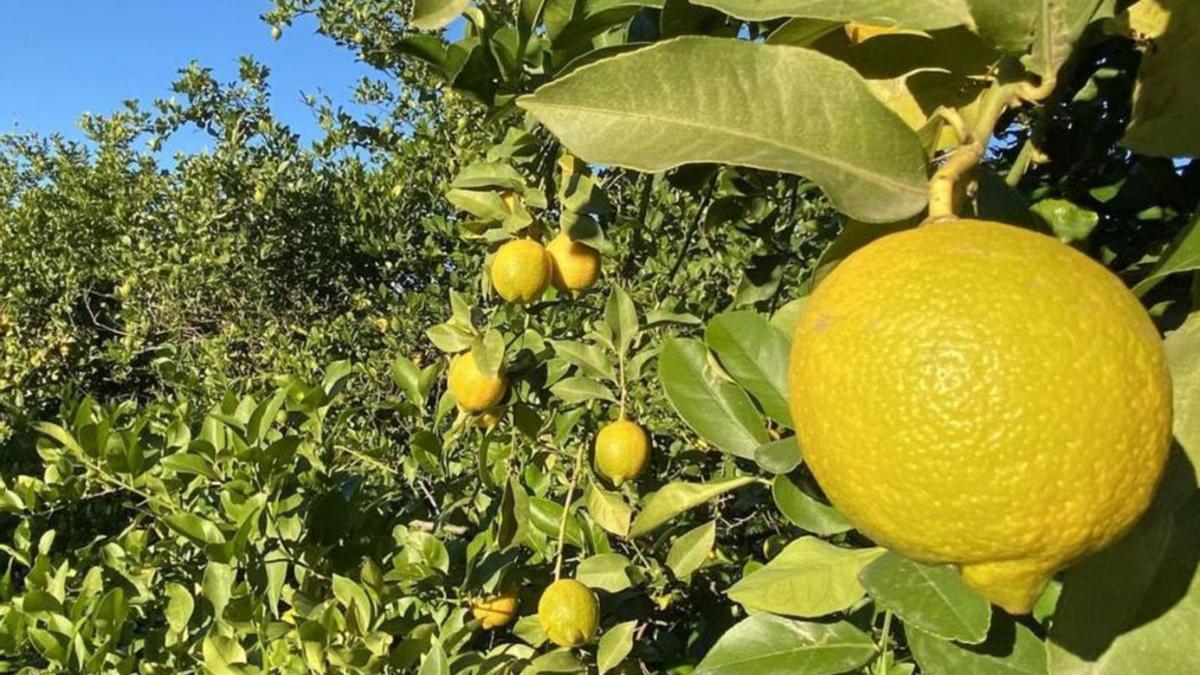 Una imagen de archivo de limoneros murcianos.