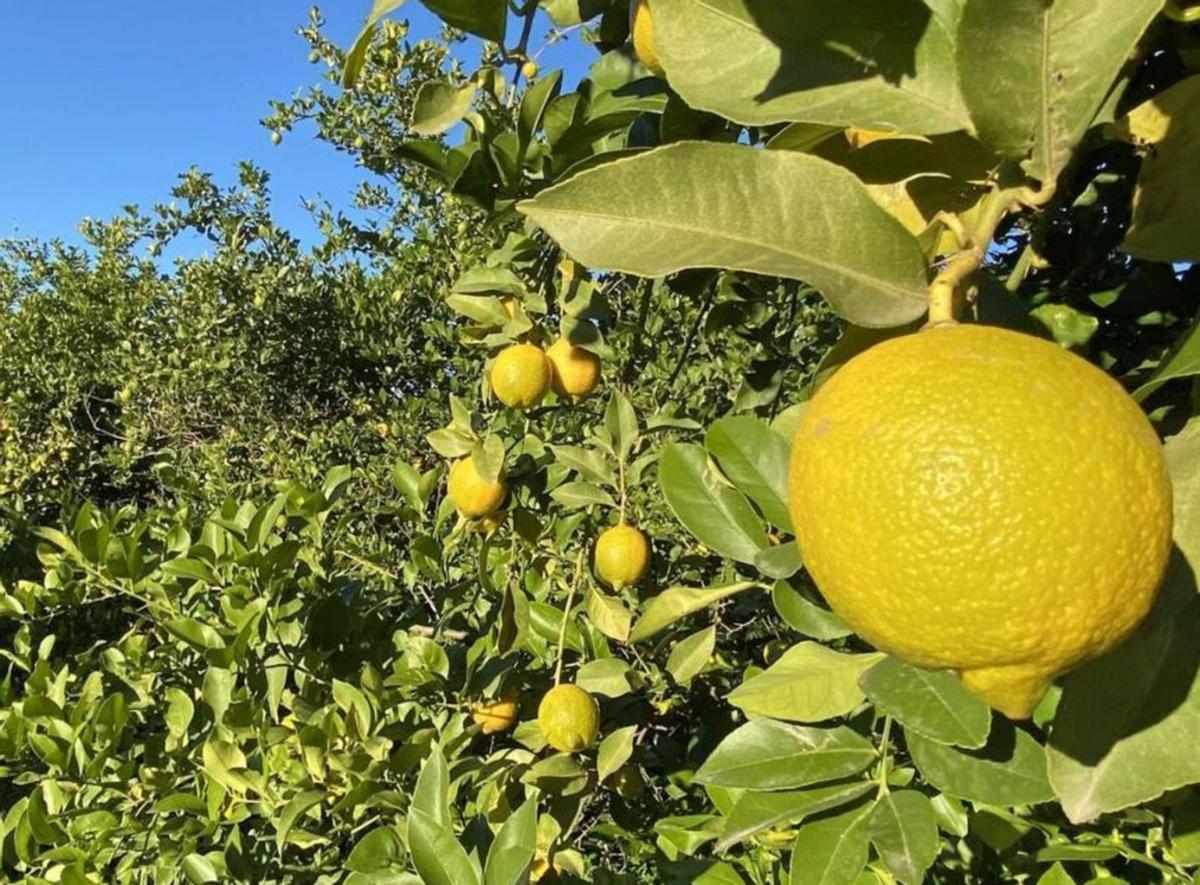 Limoneros situados en Beniaján. | A.S.