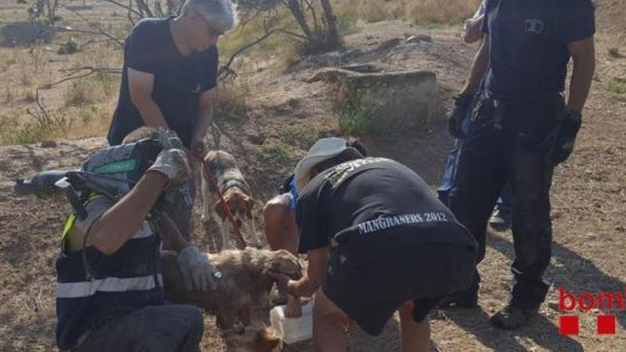 Imagen del perro en el momento del rescate.