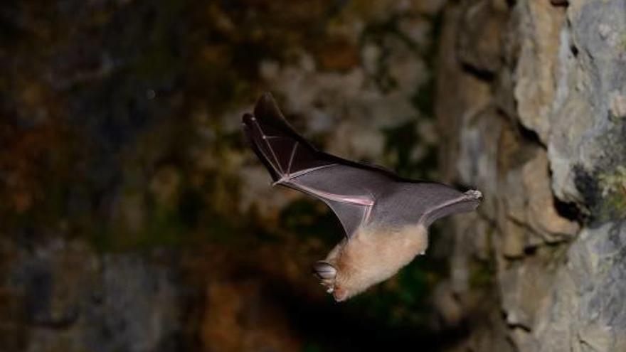 Un dels ratpenats que es refugien a les coves del Toll durant els períodes de pas