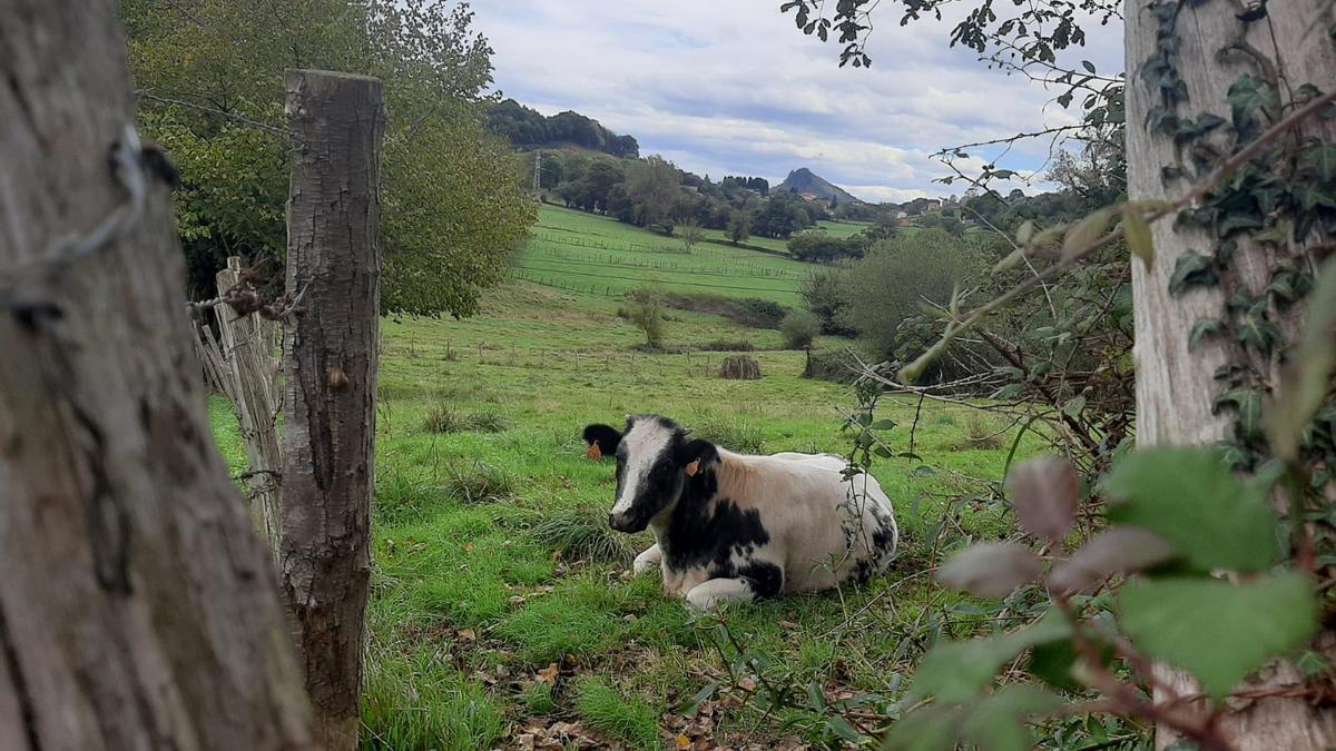 &#039;Carmina&#039;, tumbada apaciblemente en un prado de Vega de Poja.