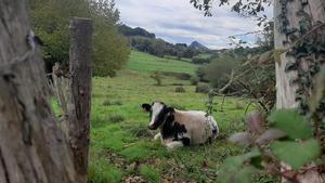 La vaca ‘Carmina’, lliure de condemna: arxivada la denúncia contra els seus mugits