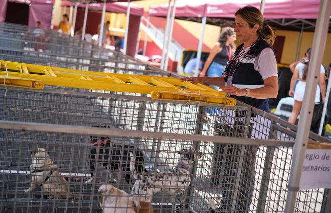 Desalojo de mascotas por el incendio en Tenerife
