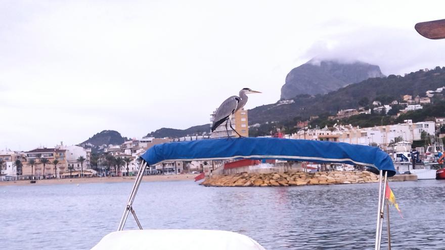 Una garza real se deja ver en el puerto de Xàbia