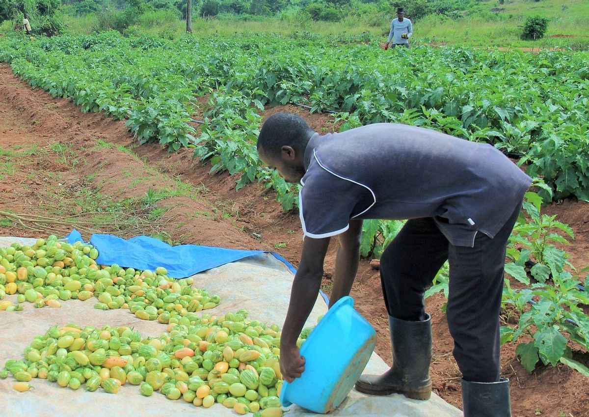 Un agricultor en un cultivo de Uganda