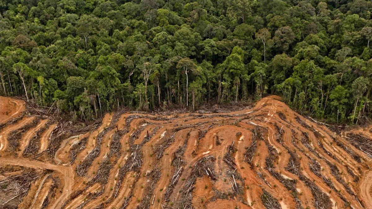 Imagen de la deforestación en Indonesia.