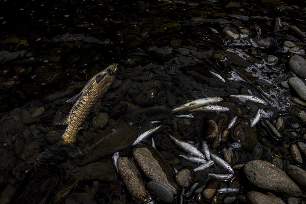 ARROLOBOS. PECES MUERTOS VERTIDO TOXICO ARROYO HURDANO.