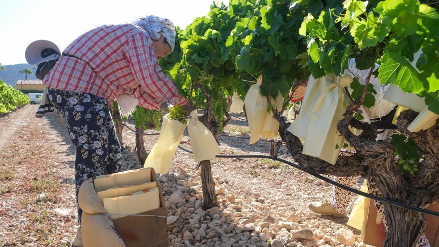 La Uva de Mesa Embolsada del Vinalopó encara la recta final de la campaña con incertidumbre por los mercados