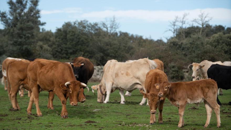 Confirmado: Los ganaderos sayagueses se libran del sacrificio masivo de vacas