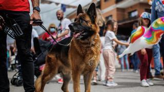 Los perros grandes podrán viajar con Renfe: estas son las razas y tamaños permitidos