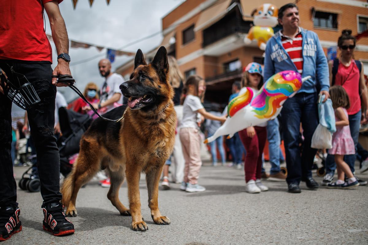 Los perros de entre 10 y 40 kilos podrán viajar en tren