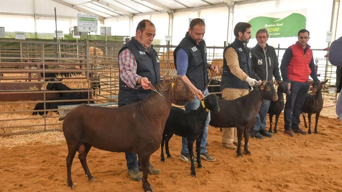 Feria agroganadera del Valle de Los Pedroches.