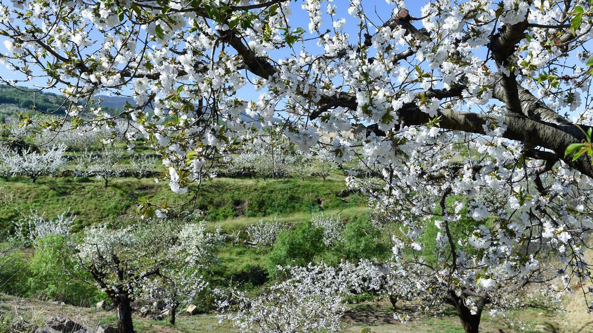 Varios árboles de cerezo en la floración de los cerezos, en el Valle del Jerte, a 4 de abril de 2023, en Cáceres, Extremadura (España). El cerezo en flor anuncia la llegada de la primavera tiñendo de blanco el paisaje cacereño, aunque su floración está mu