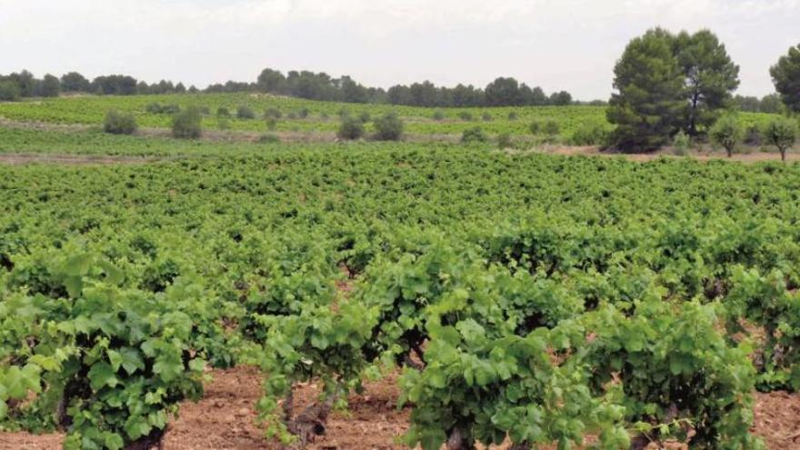 El 10% del viñedo ecológico en España es valenciano