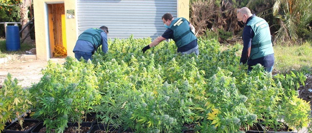 Los agentes de la Guardia Civil inspeccionando la plantación de marihuana de Novelda.