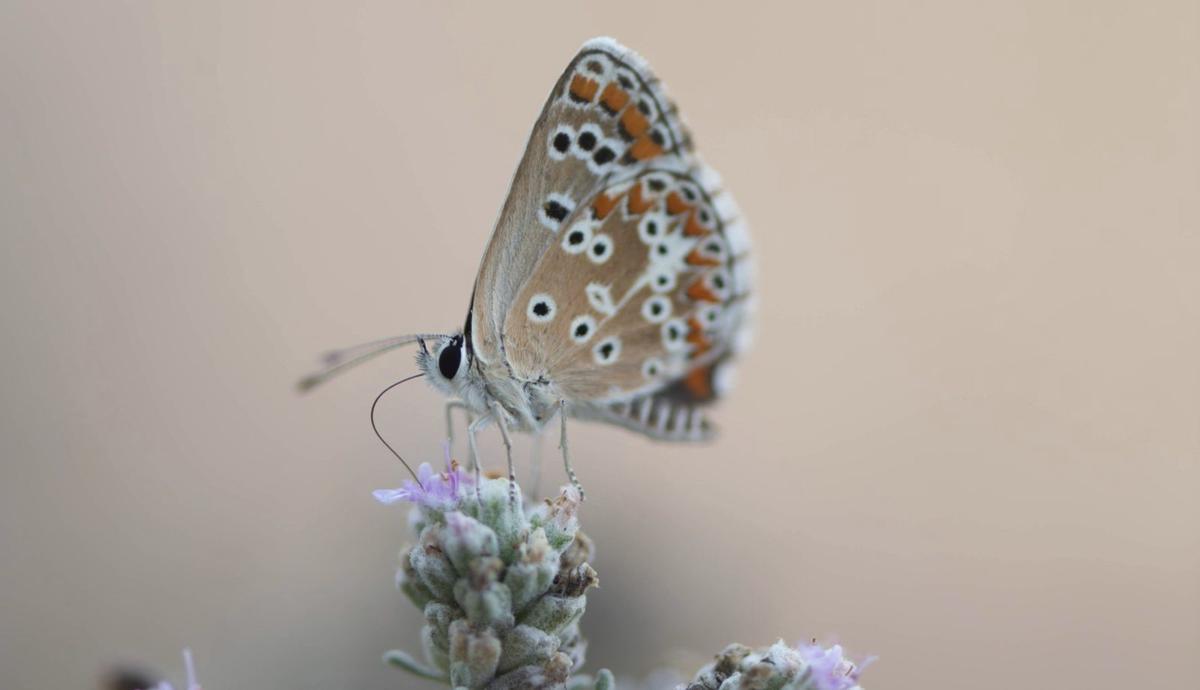 Las investigaciones revelan que las mariposas son mejores polinizadores de lo que se creía.