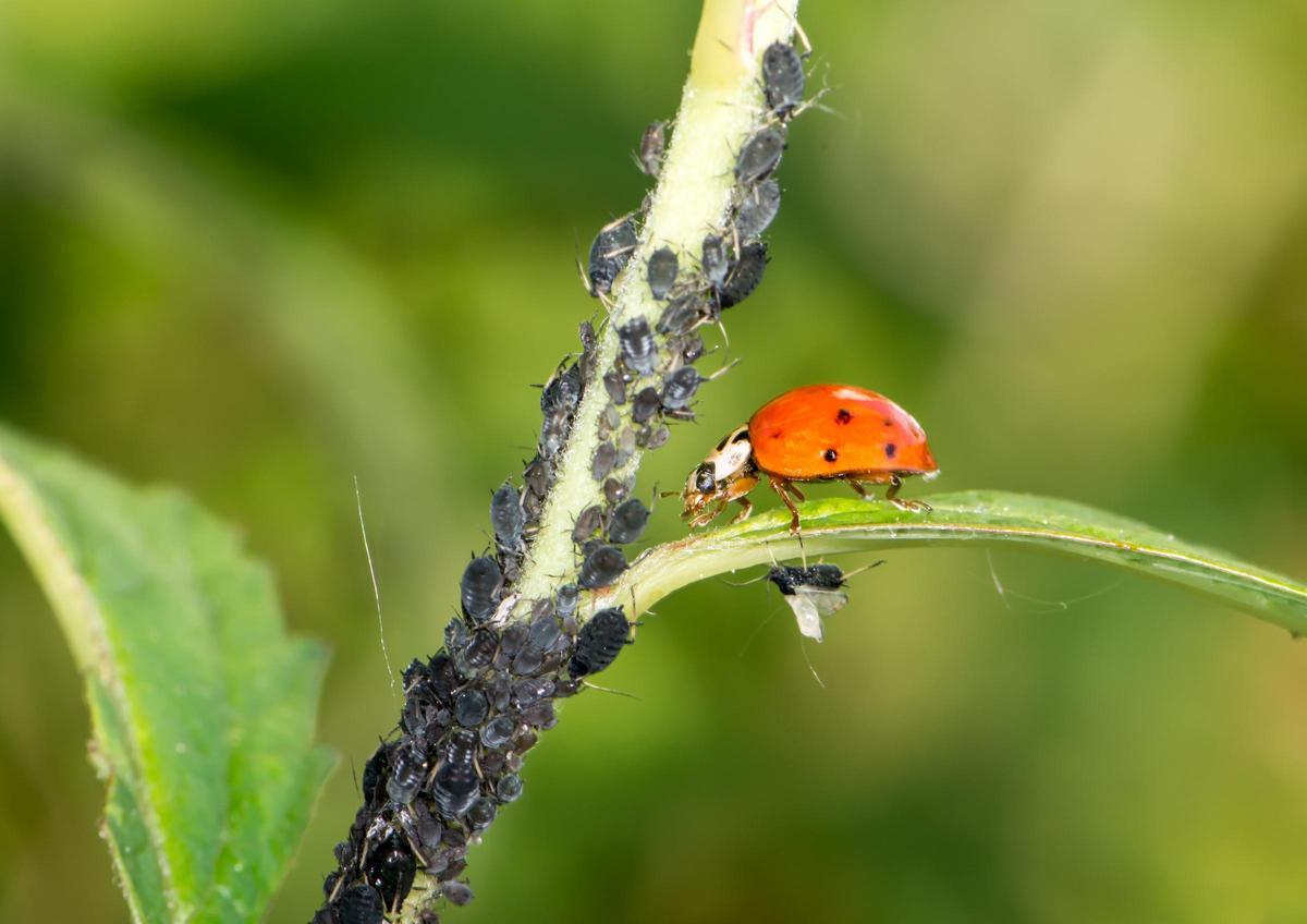 Una mariquita intentando hacer su función de acabar con la plaga