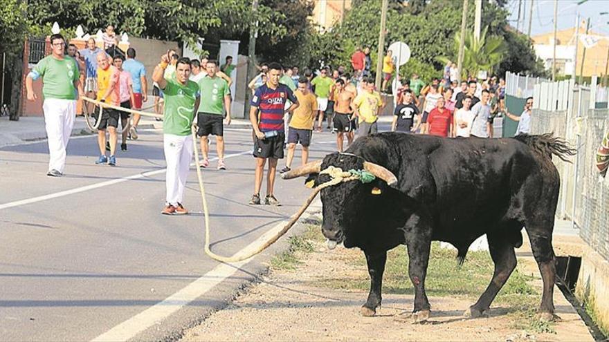 El tradicional ‘bou en corda’ cierra los actos festivos en Santa Bàrbara