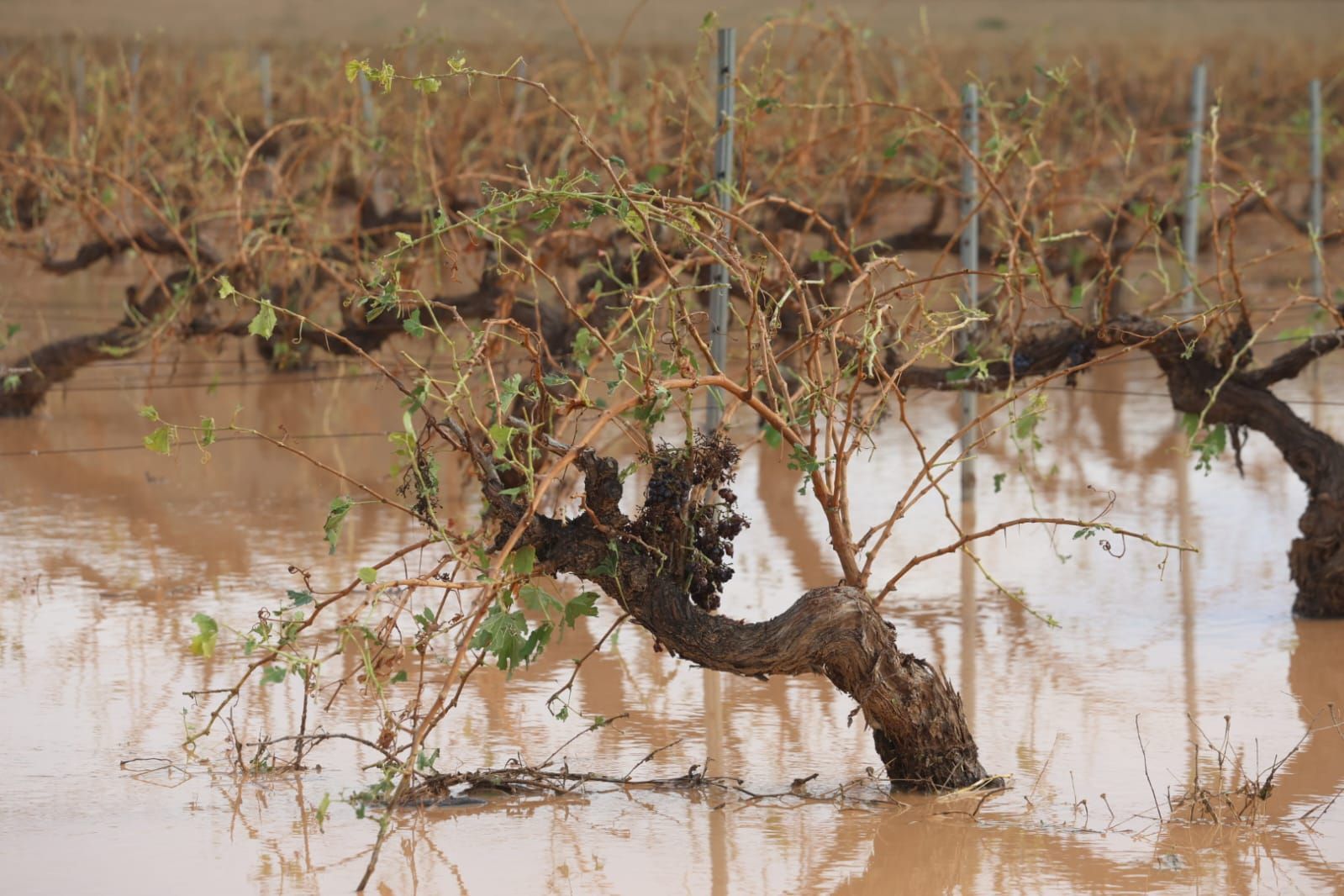 Las consecuencias del temporal de granizo que azotó ayer Requena