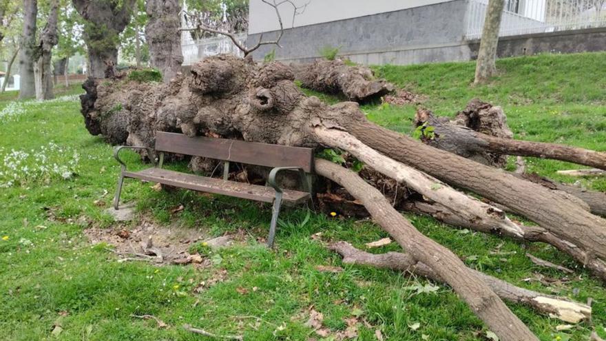 El roble caído en la carbayera de Laviada.