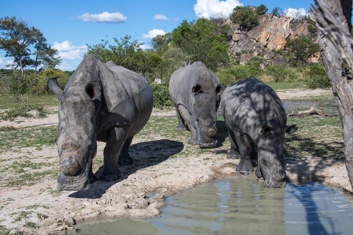 Safari Zimbabue, tierras del rey salomon