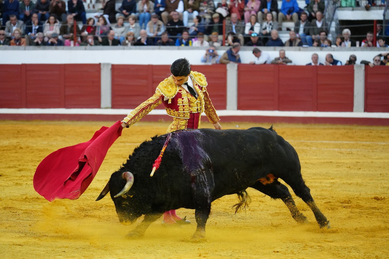 El festejo taurino de Pozoblanco, en imágenes