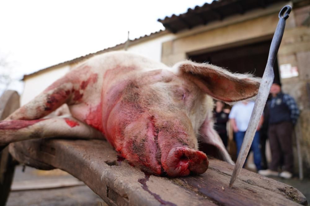 Donsión celebra por todo lo alto su Matanza Tradicional do Porco