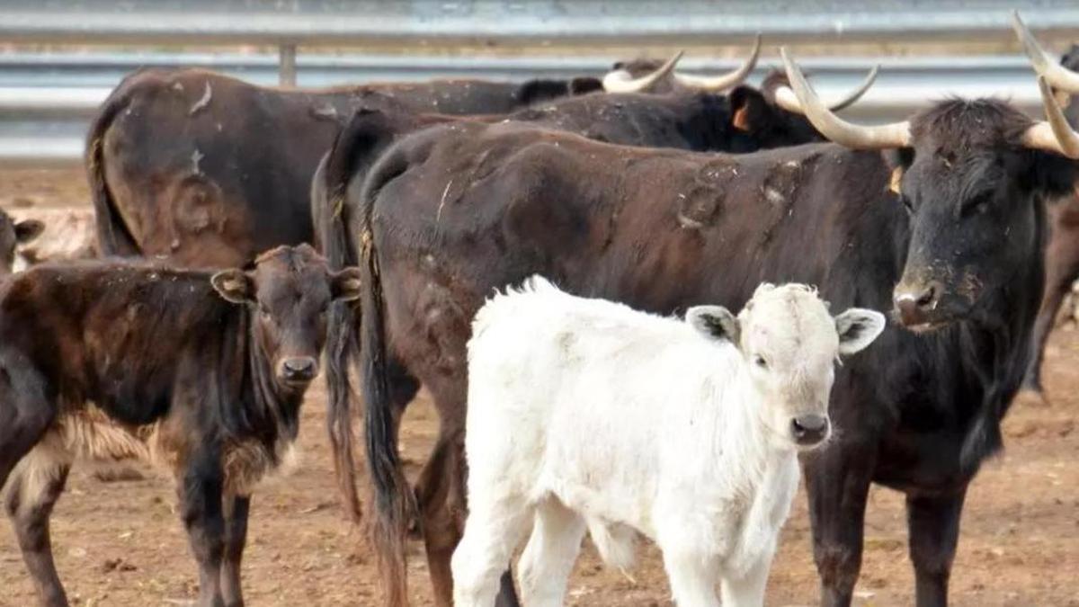 Unas vacas en la finca de Fernando Machancoses, joya genética de los bous al carrer.